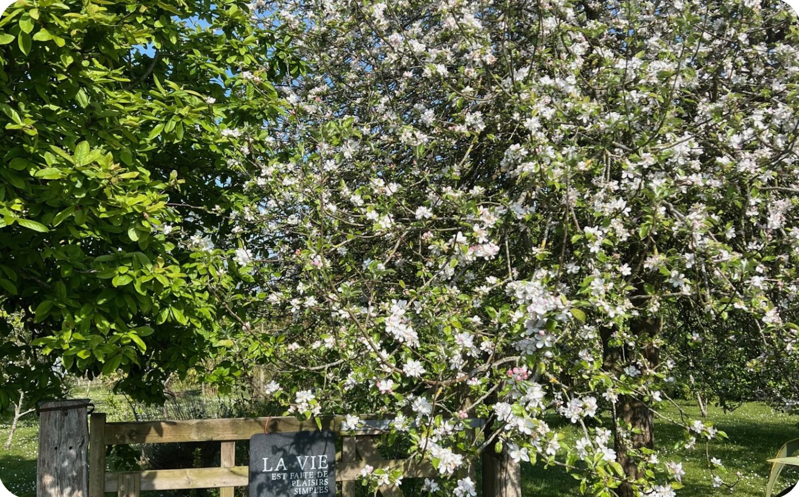 Le pommier en fleurs